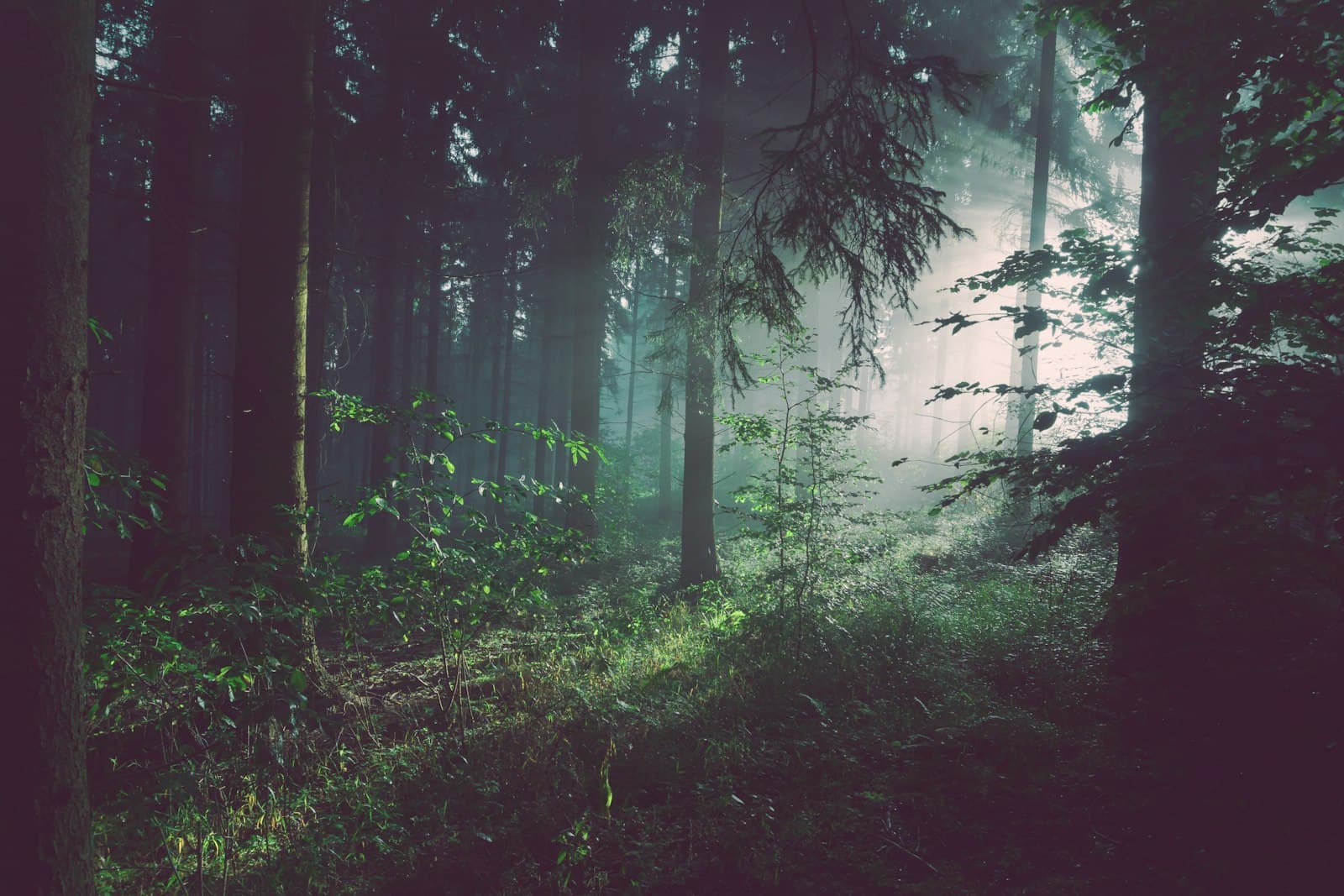 Sunbeams filtering through a dense tree canopy in a wooded lot