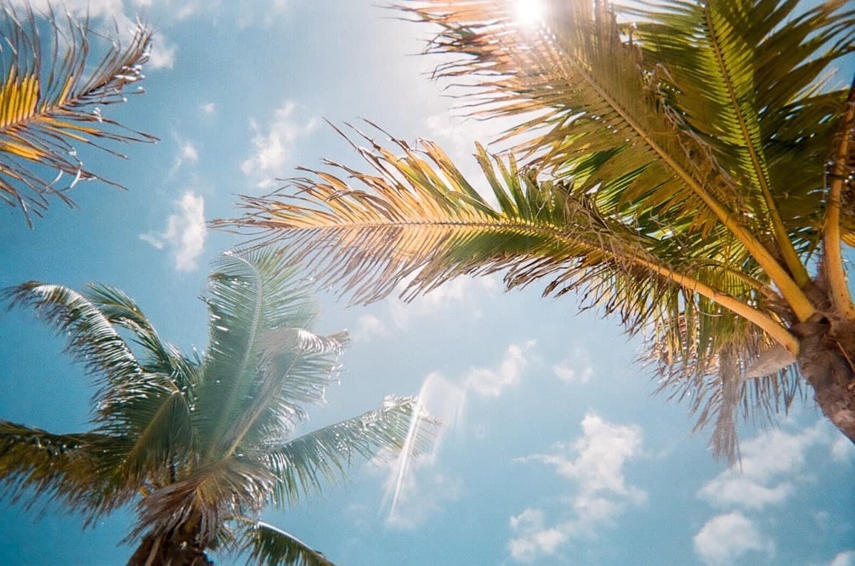 Palm trees against a bright sky, suggesting Florida seasons