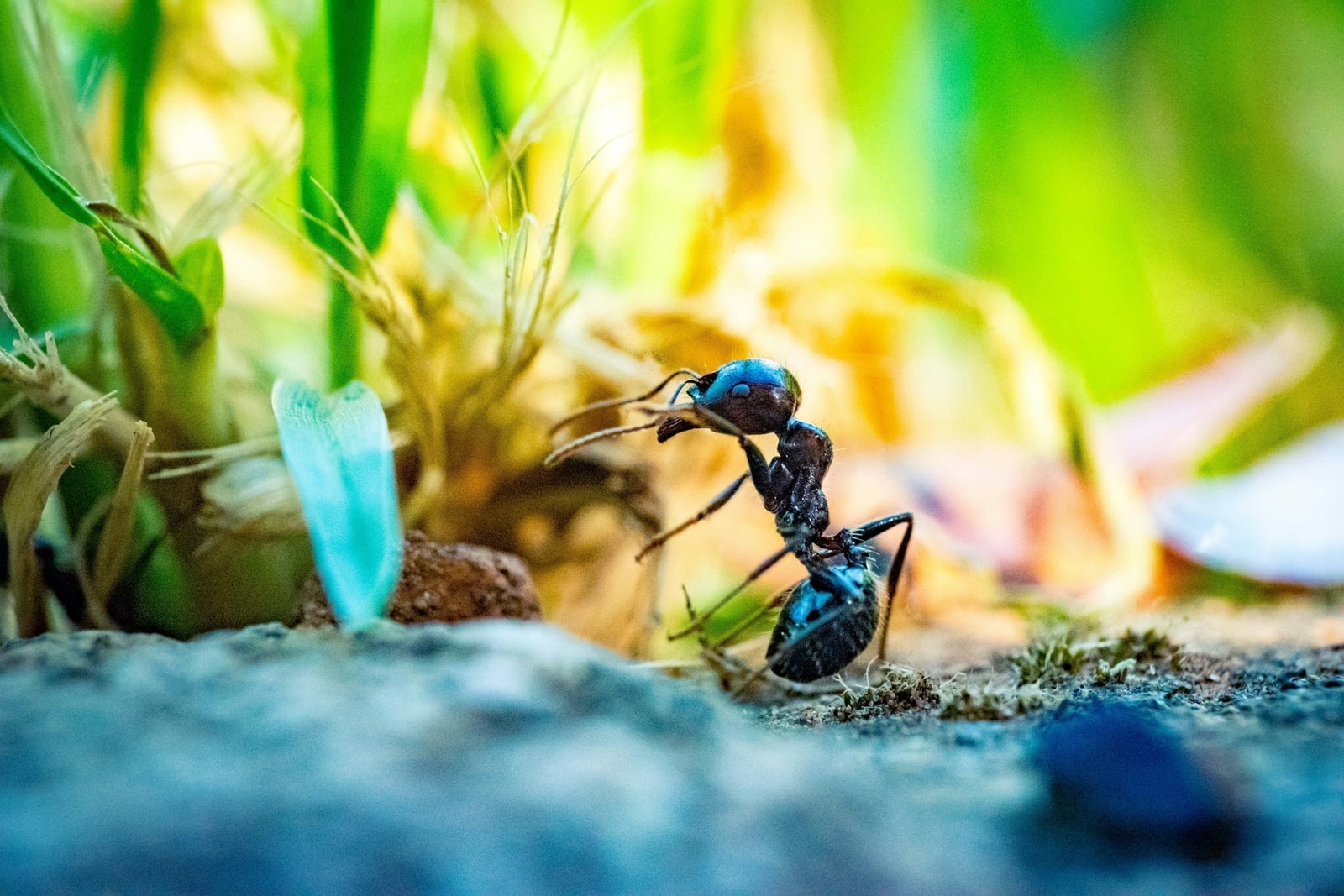 Close-up of a single ant among grass stems in soft outdoor light