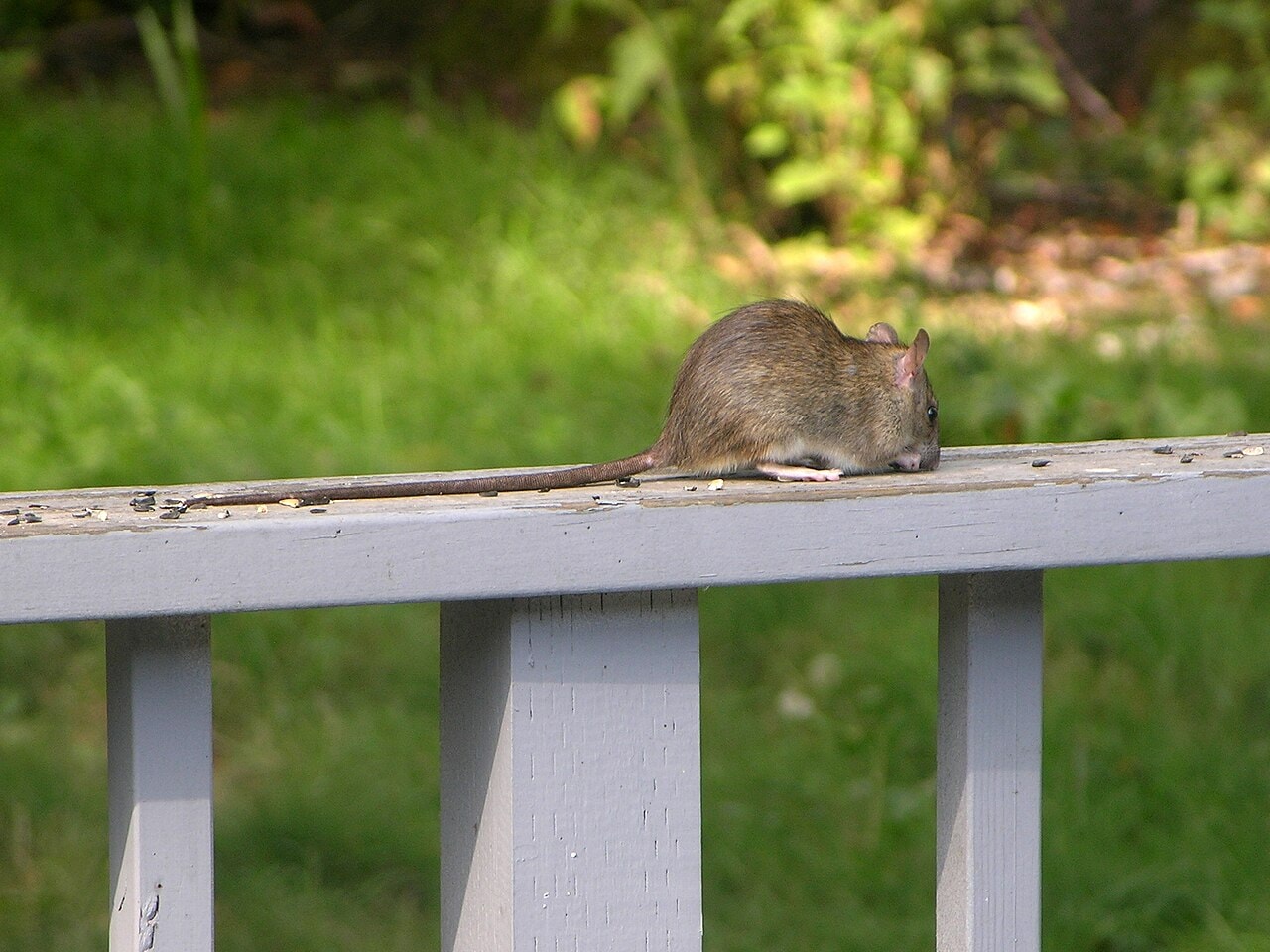 Roof rat (Rattus rattus), the primary rat species around Central Florida homes